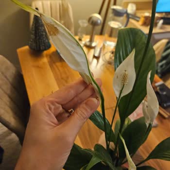 Spatifilyum Çiçeği Bakımsız Ve Solmuş Şekilde Teslim Edildi