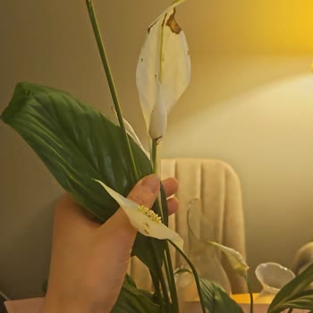 Spatifilyum Çiçeği Bakımsız Ve Solmuş Şekilde Teslim Edildi