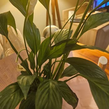 Spatifilyum Çiçeği Bakımsız Ve Solmuş Şekilde Teslim Edildi