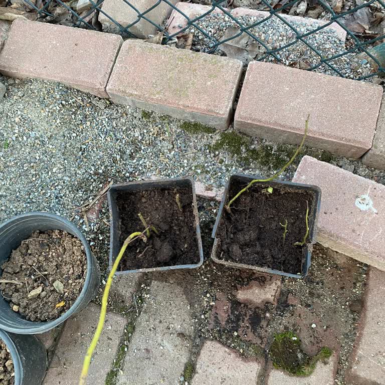 Kırık Ve Dağılmış Yaban Mersini Fidelerinin Yeniden Gönderilmesi Talebi