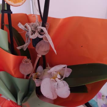 Solmuş Çiçek Teslimatı Ve Cüzdan Kredisinin Tanımlanmaması