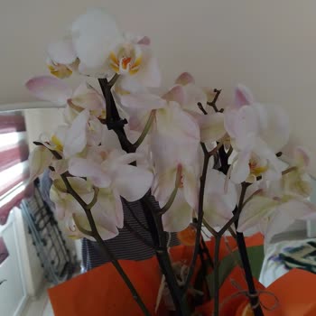 Solmuş Çiçek Teslimatı Ve Cüzdan Kredisinin Tanımlanmaması