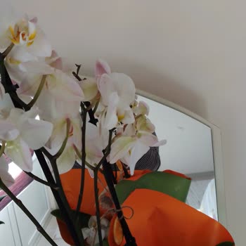 Solmuş Çiçek Teslimatı Ve Cüzdan Kredisinin Tanımlanmaması