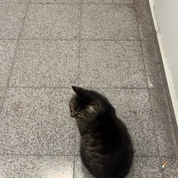 Emaar AVM Alt Geçidindeki Sokak Kedisi İçin Kalıcı Kulübe Ve Mama Desteği Talebi