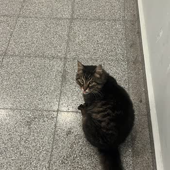 Emaar AVM Alt Geçidindeki Sokak Kedisi İçin Kalıcı Kulübe Ve Mama Desteği Talebi