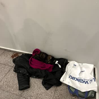 Emaar AVM Kedinin Barınak Ve Mama Koyma Talebini Görmezden Geliyor