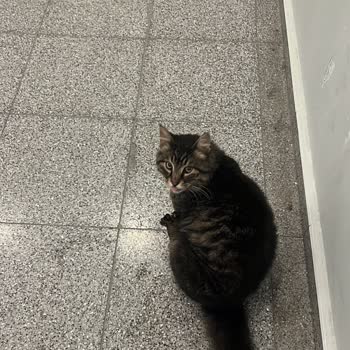 Emaar AVM Kedinin Barınak Ve Mama Koyma Talebini Görmezden Geliyor