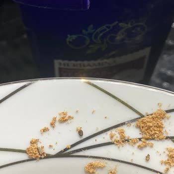 Elma Lifli Çorba İçinde Böcekler Bulundu