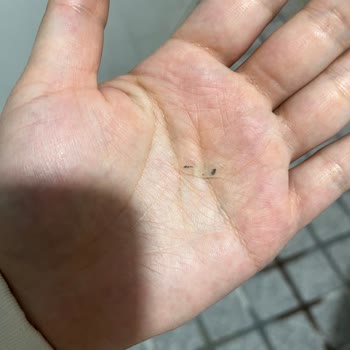 Çaykur Tiryaki Siyah Çayda Plastik Ve Mika Karışımı Yabancı Cisim