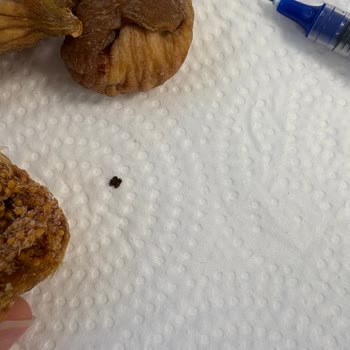 Migros Kuru İncirde Böcek Bulunması Ve Sağlık Tehdidi