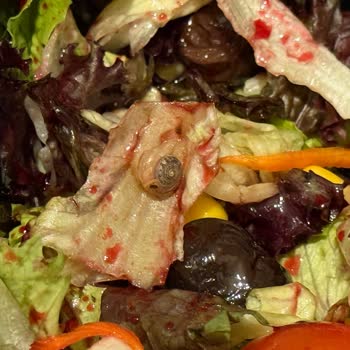 Salatadan Salyangoz Çıktı, Ücret İadesi Reddedildi