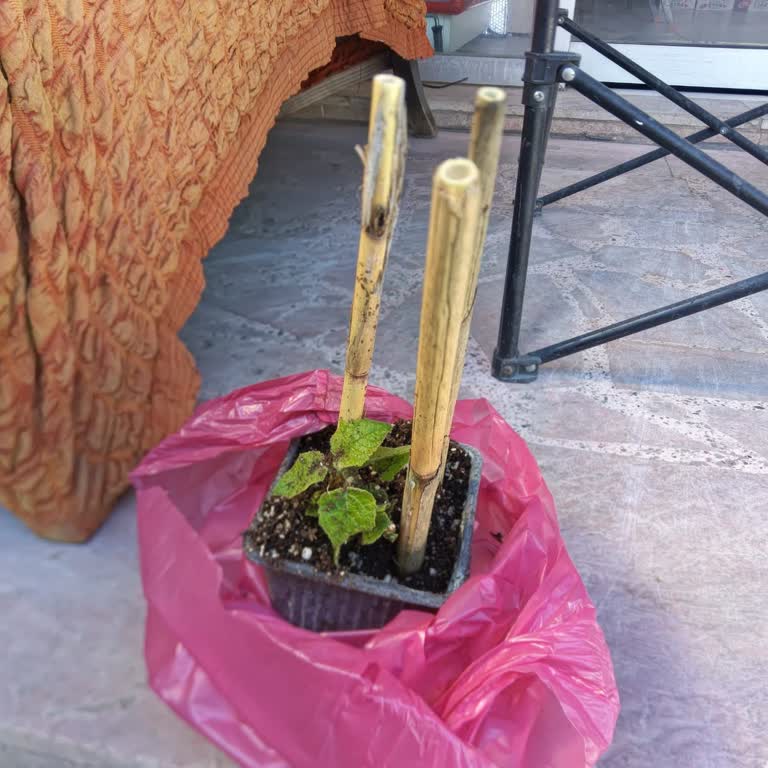 Satıcı Yanıltıcı Ölçüde Fidan Gönderdi Tüketiciyi Aldattı