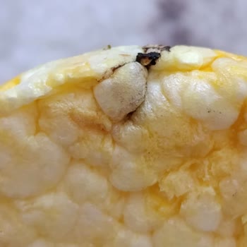 Eti Gong Ballı Hardallı Mısır Patlağında Belirlenemeyen Siyah Cisim Ve Boyanmış Taneler