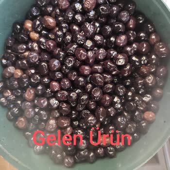 Parem Zeytincilik Zeytinler Oldukça Küçük ve İlanda Sunulan Görsellerle Alakası Yok