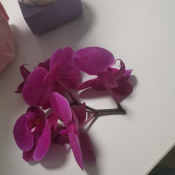 Kırık Dal İçeren Orkide Siparişi İçin Değişim Talebi