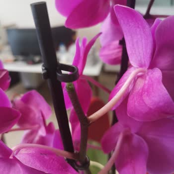 Kırık Dal İçeren Orkide Siparişi İçin Değişim Talebi