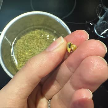 Mercimekte Böcek Sorunu: Güvenlik Endişesi Ve İade Talebi