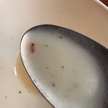 Knorr Hazır Mantar Çorbasında Küçük Bir Kurtla Karşılaşma