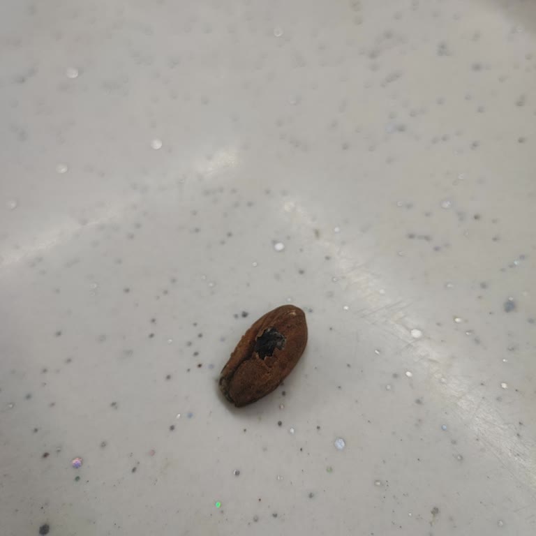 İzmir Kemalpaşa Tarım Kredi Kooperatifinden Aldığım Çiğ Bademde Çürük Olması