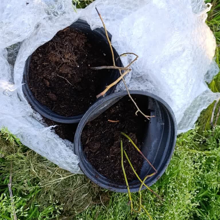 Alize Garden'dan Yanıltıcı Fidan Teslimatı Ve İade Talebi