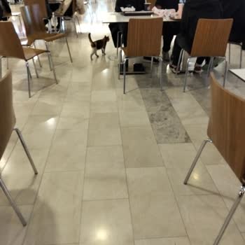 AVM Yemek Katında Sokak Kedisi Ve Alerji Problemi