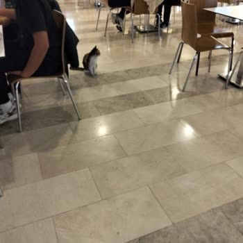 AVM Yemek Katında Sokak Kedisi Ve Alerji Problemi