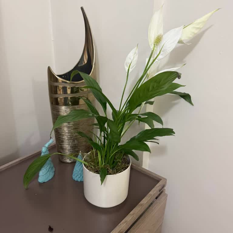 Geç Ve Hasarlı Çiçek Sepeti Teslimatı İçin Ücret İadesi