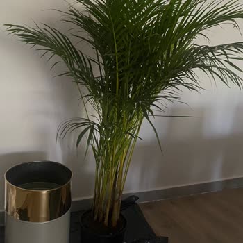 Kredi Kartıyla Alınan Palmiyenin Hızlı Çürümesi Ve İade Talebi