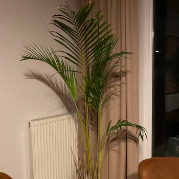 Kredi Kartıyla Alınan Palmiyenin Hızlı Çürümesi Ve İade Talebi