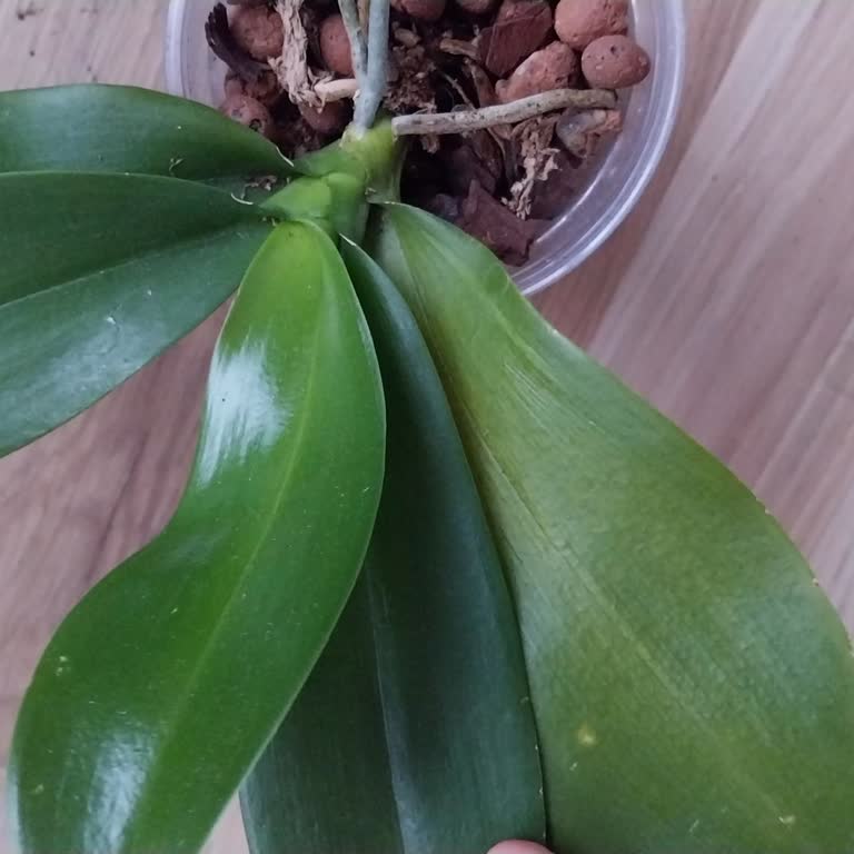 Dolap Kargoda Hasar Gören Orkide İçin İade ve Tazminat Talebi