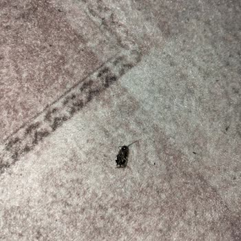 İnnovia 3 Site Yönetimi Şikayeti