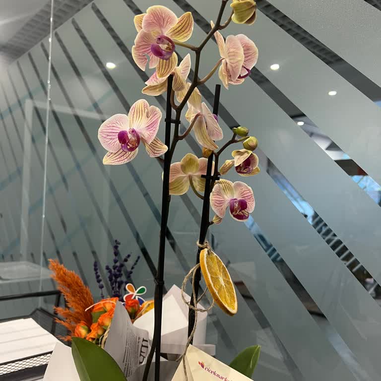 3611856 No'lu Siparişte Orkide Rengi Yanlış Ve Bakımsız Teslim Edildi, İade Talebi