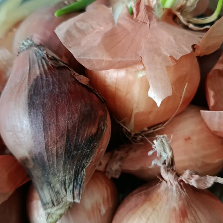 Çürük Soğan Satışı, Kaba Satıcı Ve İade İsteği