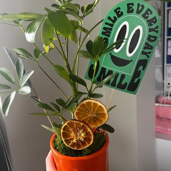 Lemon Glow Şeflera Bitkisi Görseliyle Uymayan Ürün Ve Tam Ücret İadesi Talebi