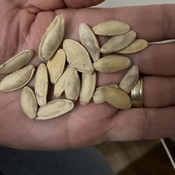 Küflü Kabak Çekirdeği Ve Müşteri Suçlaması: Güveni Sarsan Deneyim