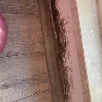 Makro İnşaat'tan Küf Ve Rutubet Sorunu: Yaşam Alanı Sağlığımız Tehlikede