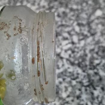 Tat Bezelye Konservesinde Kurt Görüldü, Gıda Güvenliği Endişesi