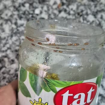 Tat Bezelye Konservesinde Kurt Görüldü, Gıda Güvenliği Endişesi