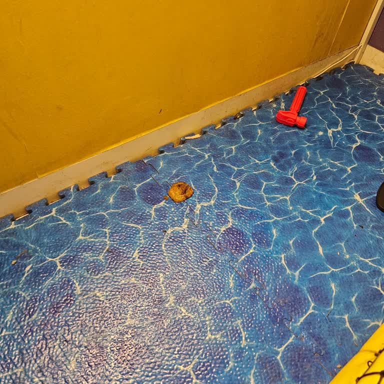 Playland'da Hijyen Eksikliği Ve Kedi Girişi Çocukları Tehdit Ediyor