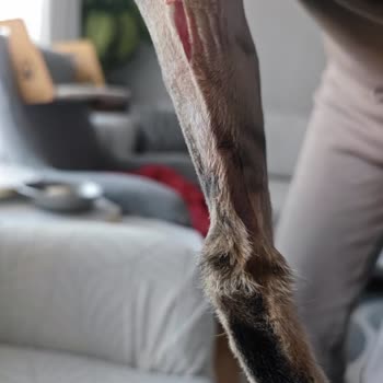 Eşrefpaşa Veteriner Kliniği Kedimi Tıraş Ederken Kestiler Kabul Etmiyorlar