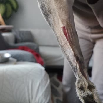 Eşrefpaşa Veteriner Kliniği Kedimi Tıraş Ederken Kestiler Kabul Etmiyorlar