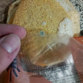 Son Kullanma Tarihi Geçmemiş Olmasına Rağmen Tommis Çıtır Tavuk Burgerde Küflenme