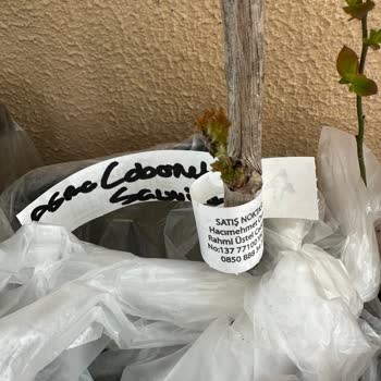 Aşısız Asma Fidanları Gönderildi, Firma Geri Dönüş Yapmadı