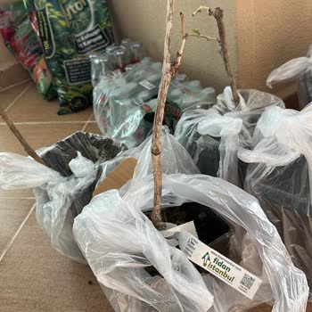 Aşısız Asma Fidanları Gönderildi, Firma Geri Dönüş Yapmadı