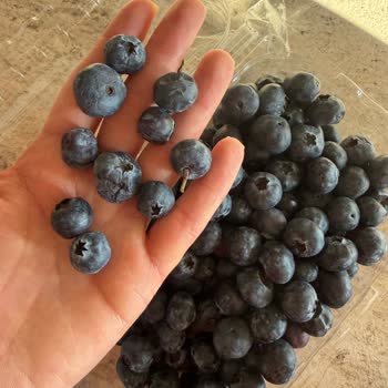 Jumbo Boy Yaban Mersini Yerine Bayat Ve Çürük Ürün Gönderildi