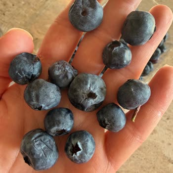 Jumbo Boy Yaban Mersini Yerine Bayat Ve Çürük Ürün Gönderildi