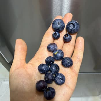 Jumbo Boy Yaban Mersini Yerine Bayat Ve Çürük Ürün Gönderildi