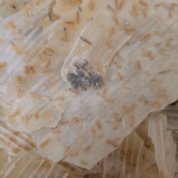 Haşiroğlu Markasına Ait Yoğurtlu Tarhana Cipsi Ürününde Tutarsız Doku Ve Lezzet