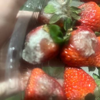 Küflü Çilek Teslimatı, Özürsüz Müşteri Hizmeti Ve İade Talebi