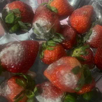 Küflü Çilek Teslimatı, Özürsüz Müşteri Hizmeti Ve İade Talebi